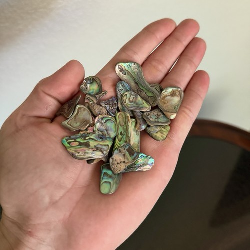 Vintage natural pacific paua - pacific,
