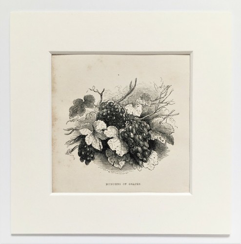 Grapes 1850 mounted - grapes,