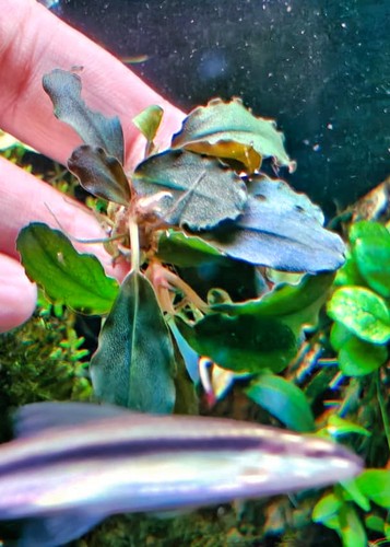 Bucephalandra helena black - 🚀bucephalandra,