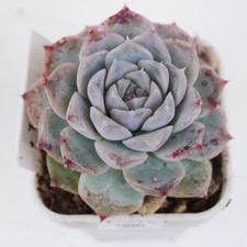 Echeveria Amos aka Mose 5cm