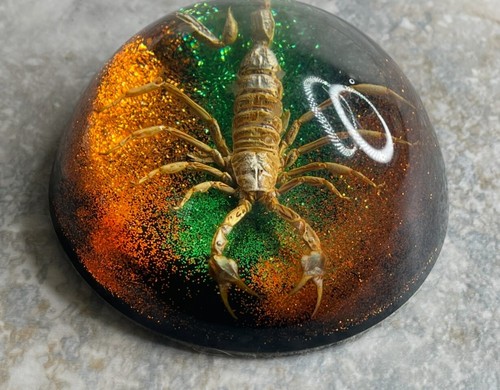 Vtg scorpion taxidermy - scorpion,