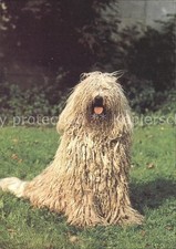 Dogs Komondor 
