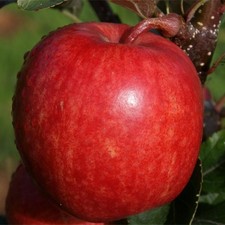Dwarf Apple 'Gala'  ideal for