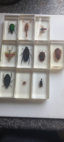 Real life bugs insects - life,