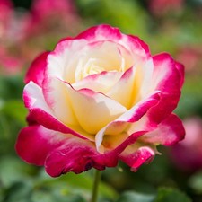 Rose 'Thomas's Rose '