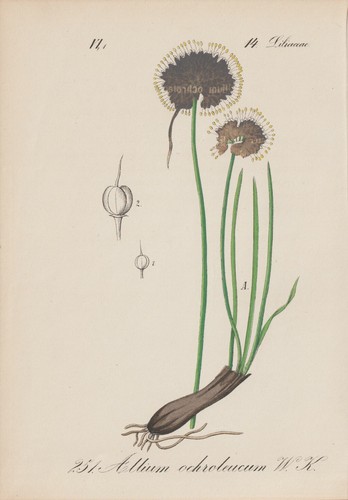 Yellow white leek allium - yellow-white, (allium