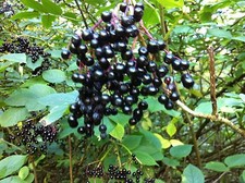 25 SAMBUCUS NIGRA, ELDERBERRY SEEDS