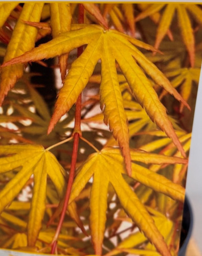 Acer cascade citrine weeping - citrine,