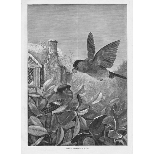 Louis wain robin breakfast - wain, robin's