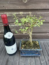 Bonsai Tree Barbados Cherry 10