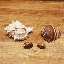 Mixed sea shells lot - mixed,