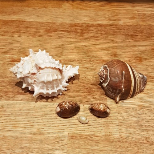 Mixed sea shells - shells, lot