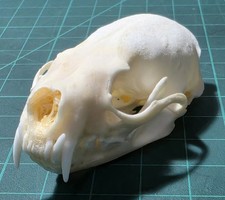 Mink skull - taxidermy
