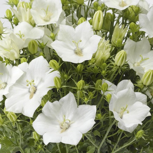 White campanula carpatica - campanula,