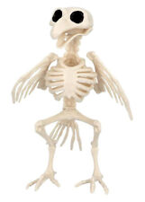 Crow or Raven Bird Skeleton