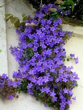 Rare evergreen campanula - evergreen,