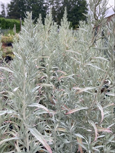 Artemisia ludoviciana silver - artemisia,