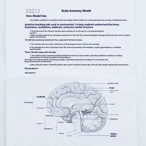 Human brain model - brain, with