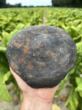 Nice Extinct Baleen Whale