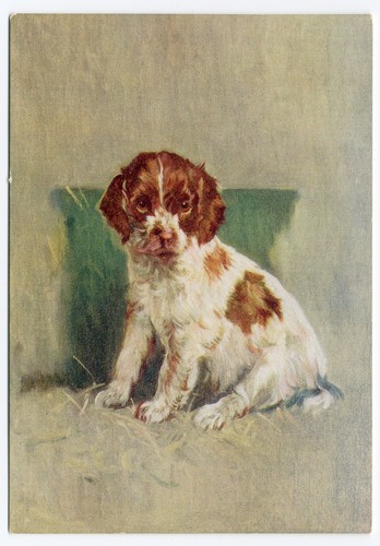 Welsh springer spaniel 1930 - springer, 1930's