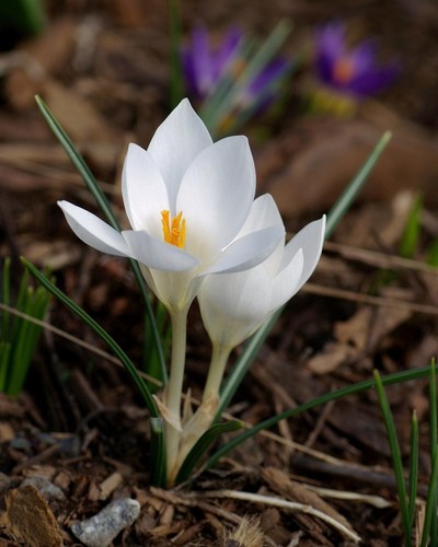 Crocus biflorus miss - biflorus,