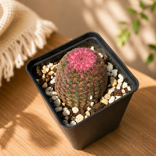 Rainbow cactus live - cactus,