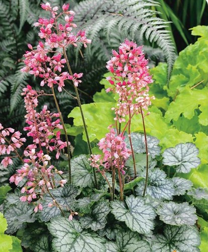 Heuchera dales strain - 6,