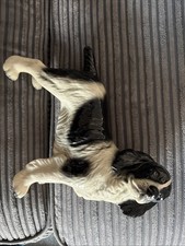 Vintage Springer Spaniel Dog