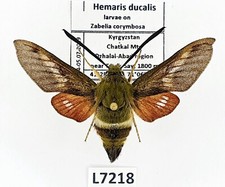 Sphingidae, Hemaris ducalis