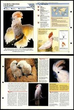 Salmon-Crested Cockatoo #183 Birds Wildlife Fact File Fold-Out Card
