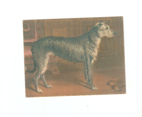 Deerhound from breeds - deerhound,