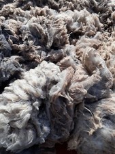 Shetland unwashed raw sheep