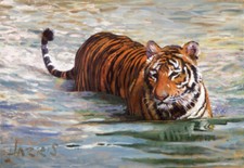 Tiger in the Lake ( Not Framed