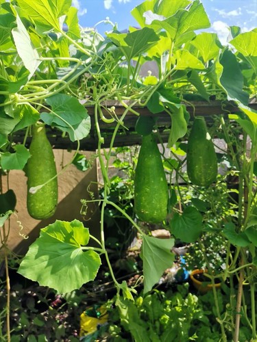 20x bangladeshi vegetable lau - 20x,