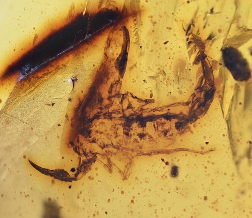 Rare scorpion fossil - rare,