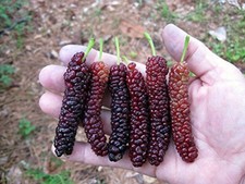 Pakistan Long Mulberry Tree -