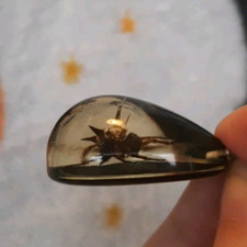 Gothic Novelty Unique Spider or small Crab Fossil Black Necklace Pendant Insect