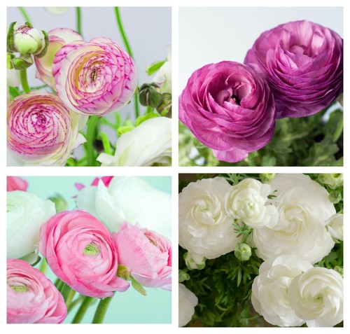 Ranunculus pastel mix - 40,