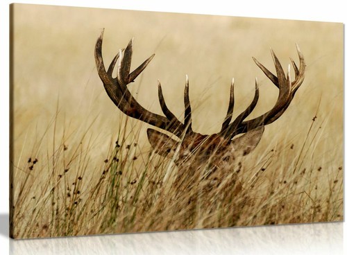 Stag grass animals - grass,