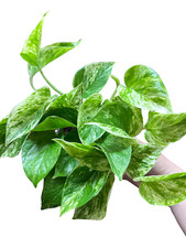 Marble Queen Pothos Epipremnum