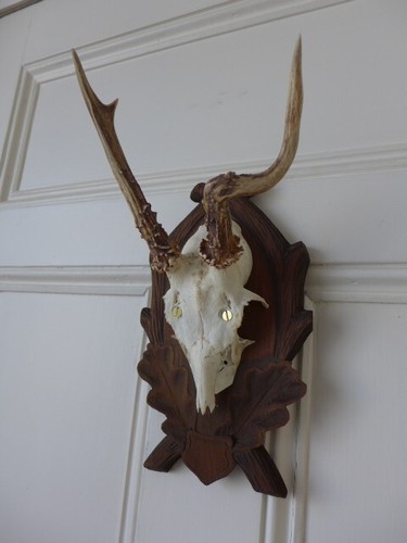 Roe deer skull - roe, antlers