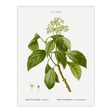 Climbing Hydrangea Flowers Redoute Vintage Wall Art Print Poster