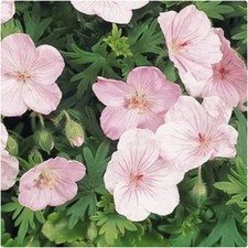 Hardy Geranium Sanguineum 'Vision Light Pink' x 3 Plug Plants Hardy Perennial
