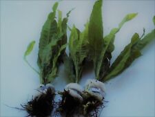 15 BUNCHED LEADED JAVA FERN AQUARIUM PLANTS FISH TANK LIVE AQUATIC TROPICAL