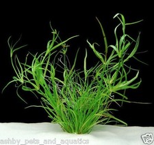 Juncus repens 10 Aquarium