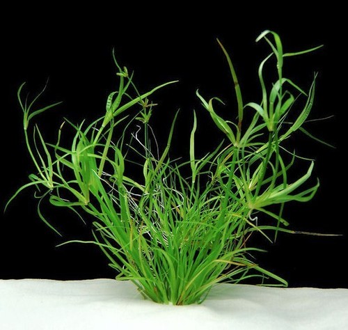 Juncus repens aquarium - repens, 10