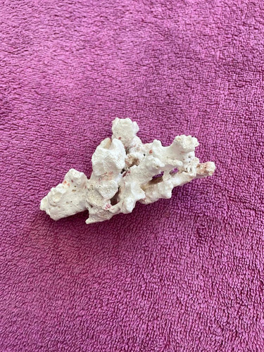 Natural dead coral - coral,, white