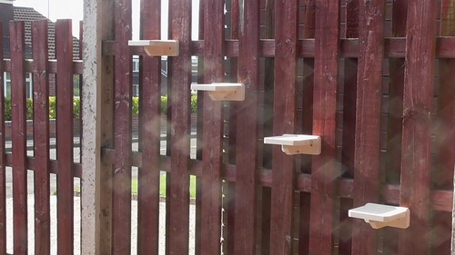 Cat jumping platform wall - platform,