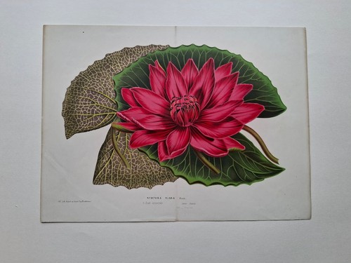 Louis van houtte botany - louis,
