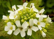 GARLIC MUSTARD WILD HERB HEDGE GARLIC ALLIARIA PETIOLATA NATURAL SEED 1 GRAM